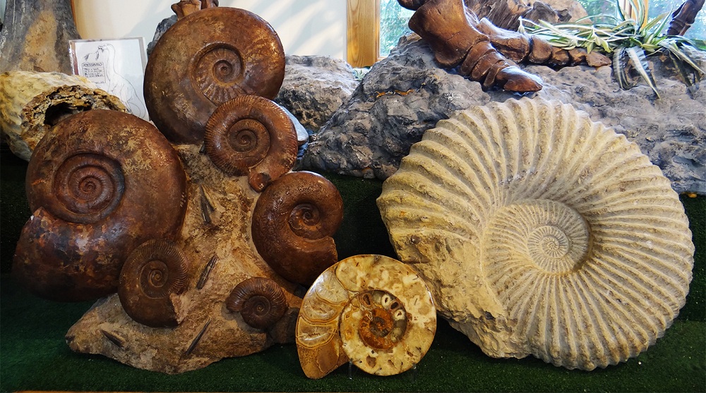 Ammonites and What to Know When Buying Fossils - Daily Science Journal