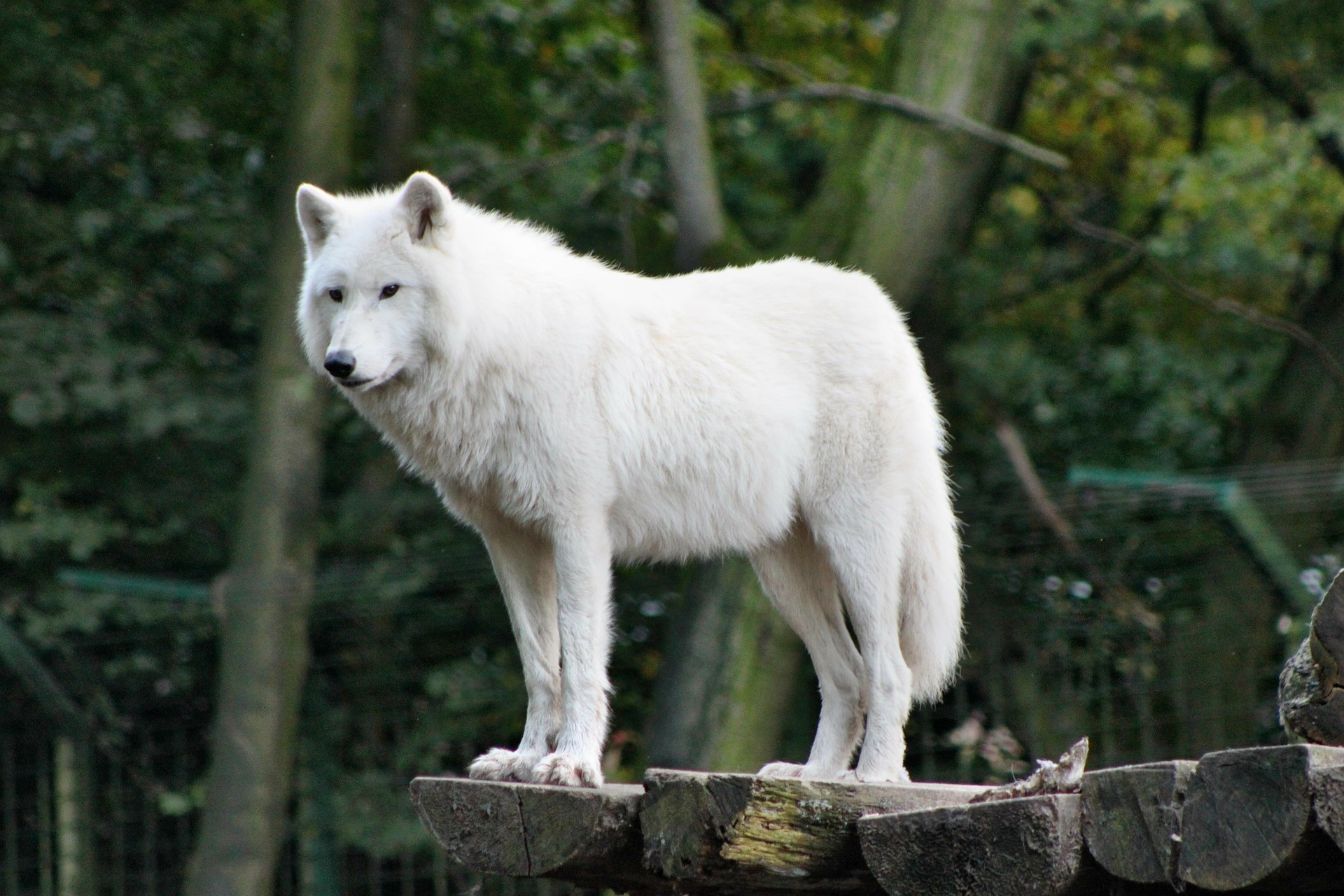 giant timber wolf
