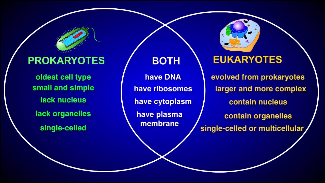 Fun Facts About Eukaryotes And Prokaryotes Similarities And Differences ...