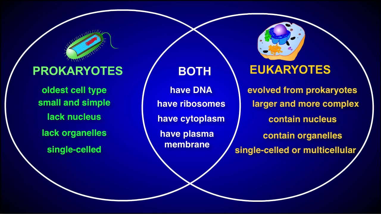 Major Differences Between Prokaryotes And Eukaryotes