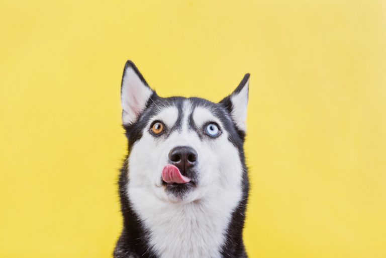husky dog on yellow background