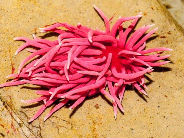 Pink Sea Slugs