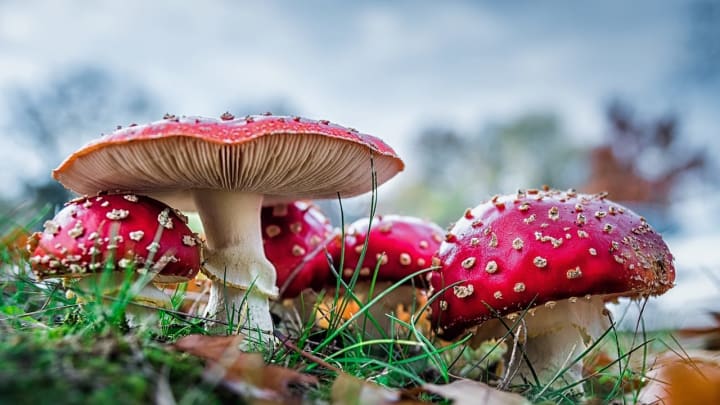 Amanita Muscaria psychoactive mushroom