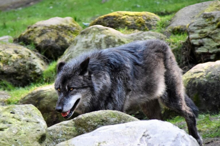 Preserving Canis lupus: Conservation of the Largest Wolf Species ...